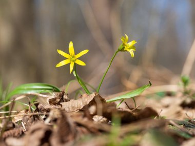 Beytüllahim 'in sarı yıldızı (Gagea lutea) Ormanda açan ilkbahar çiçeği, ilkbaharda açan kır çiçeğinin sarı çiçeği