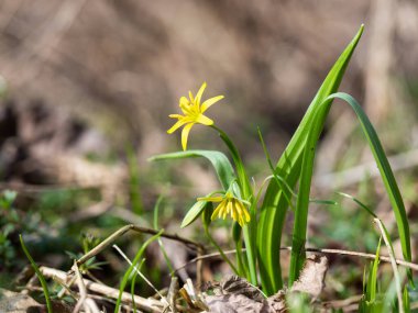 Beytüllahim 'in sarı yıldızı (Gagea lutea) Ormanda açan ilkbahar çiçeği, ilkbaharda açan kır çiçeğinin sarı çiçeği
