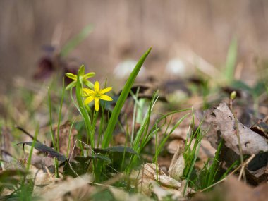 Beytüllahim 'in sarı yıldızı (Gagea lutea) Ormanda açan ilkbahar çiçeği, ilkbaharda açan kır çiçeğinin sarı çiçeği