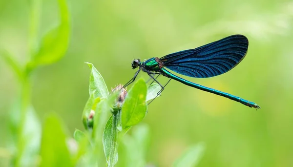 Prachtige Demoiselle Calopteryx Virgo Insect Groene Blauwe Europese Waterjuffer Vegetatie — Stockfoto