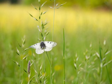 Bulutlu Apollo (Parnassius mnemosyne) ender bulunan beyaz kelebek çayırda dinleniyor, Çek Cumhuriyeti