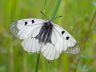 Bulutlu Apollo (Parnassius mnemosyne) ender bulunan beyaz kelebek çayırda dinleniyor, Çek Cumhuriyeti