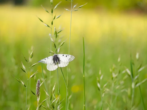 Clouded Apollo Parnassius Mnemosyne Rare White Butterfly Resting Meadow Czech — Stock Photo, Image