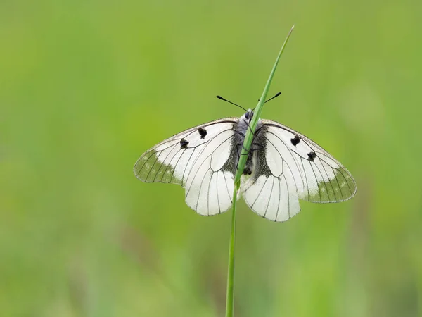 Apollon Voilé Parnassius Mnemosyne Rare Papillon Blanc Reposant Dans Une — Photo