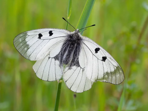乌云笼罩的阿波罗 Parnassius Mnemosyne 罕见的白色蝴蝶栖息在捷克共和国的草地上 免版税图库图片