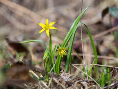 Beytüllahim 'in sarı yıldızı (Gagea lutea) Ormanda açan ilkbahar çiçeği, ilkbaharda açan kır çiçeğinin sarı çiçeği