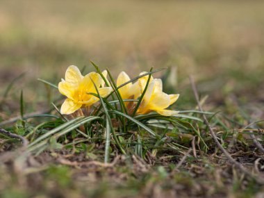 Sarı çiçek açan timsahlar, bahçede büyüyen bahar çiçekleri.