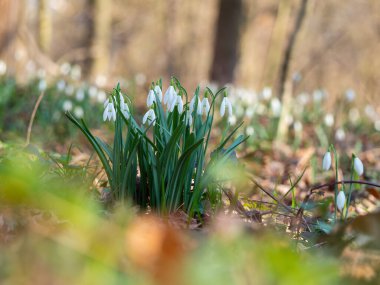 Kar tanesi ya da yaygın kar damlası (Galanthus nivalis) bahar çiçekleri. Bahar ormanlarında açan yabani çiçekler, beyaz çiçekler, güneşli bir gün.