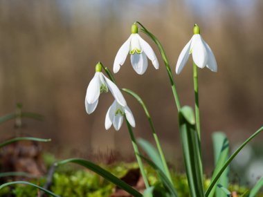 Kar tanesi ya da yaygın kar damlası (Galanthus nivalis) bahar çiçekleri. Bahar ormanlarında açan yabani çiçekler, beyaz çiçekler, güneşli bir gün.