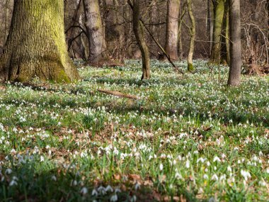 Bahar ormanlarında beyaz taze kar damlaları veya yaygın kar damlaları (Galanthus nivalis) bahar çiçekleri. Bahar ormanlarında açan yabani çiçekler, beyaz çiçekler, güneşli bir gün.