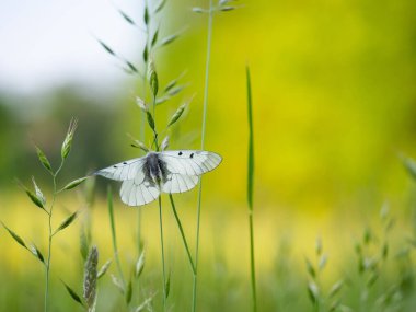 Bulutlu Apollo (Parnassius mnemosyne) ender bulunan beyaz kelebek çayırda dinleniyor, Çek Cumhuriyeti