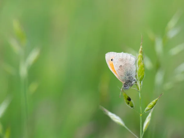 Kleine Heide Coenonympha Pamphilus Schmetterling Ruht Auf Grashalm Auf Der — Stockfoto