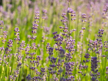 Yazın açan mor lavanta çiçekleri, arka plan