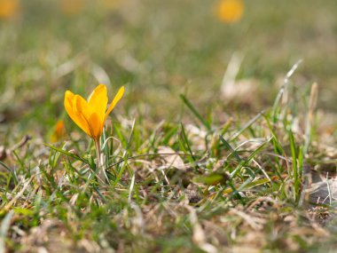 Sarı çiçek açan timsahlar, bahçede büyüyen bahar çiçekleri.