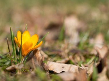 Sarı çiçek açan timsahlar, bahçede büyüyen bahar çiçekleri.