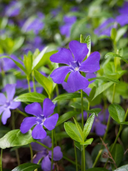 Planta Ornamental Menor Periwinkle Vinca Minor Floreciendo Con Flores Púrpuras —  Fotos de Stock