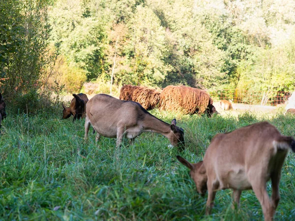 Cabras Ovejas Pardas Pastando Prados Verdes Animales Granja Comiendo Hierba —  Fotos de Stock