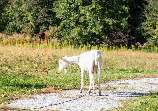 Biała Koza Stojąca Ścieżce Jesienią Słoneczny Dzień Obrożą Pomarańczowym Płotem — Zdjęcie stockowe