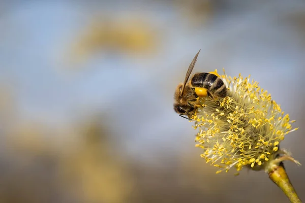 Fleißige Bienen Bei Der Arbeit Und Bestäubung Des Weidenkätzchens Einem — Stockfoto