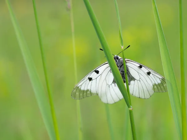 Bulutlu Apollo Parnassius Mnemosyne Ender Bulunan Beyaz Kelebek Çayırda Dinleniyor — Stok fotoğraf