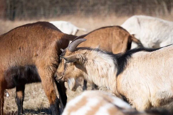 Manada Cabras Pastando Paddock Disfrutando Del Soleado Día Primavera —  Fotos de Stock