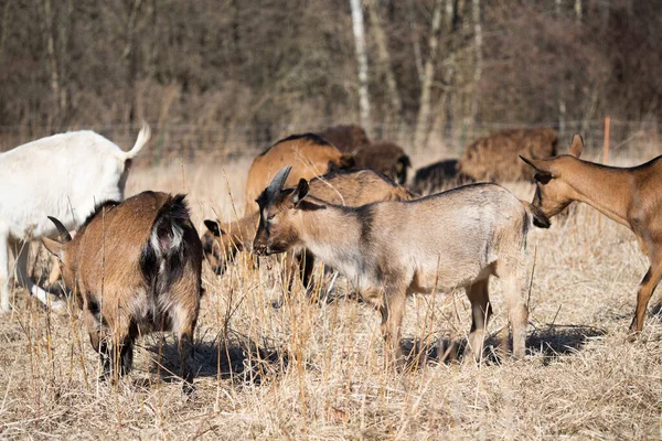 成群的山羊在牧场上吃草 享受着春天里阳光灿烂的日子 — 图库照片