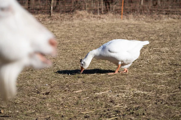 Biała Gęś Koza Pastwisku Cieszące Się Słonecznym Dniem — Zdjęcie stockowe
