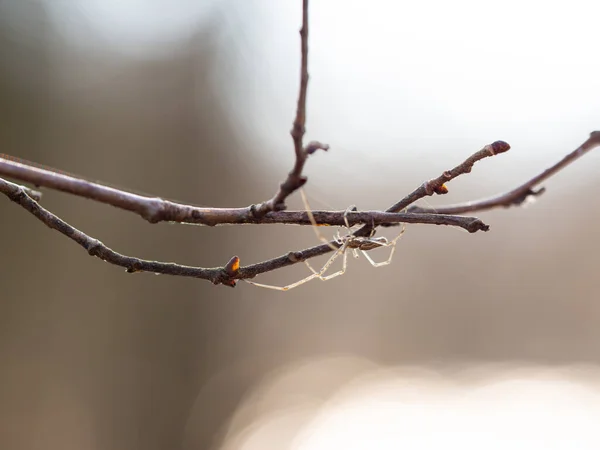 Srebrny Pająk Tetragnatha Montana Drzewie Świetle Słonecznym — Zdjęcie stockowe