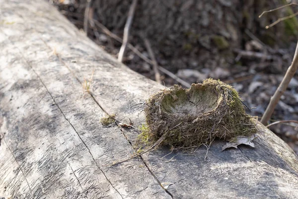 Vecchio Nido Uccelli Vuoto Sdraiato Sul Tronco Albero Natura — Foto Stock