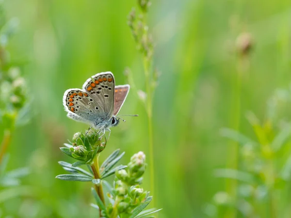 Kahverengi Argus Aricia Agestis Bir Çayırdaki Çimlerin Üzerinde Dinlenen Kelebek — Stok fotoğraf