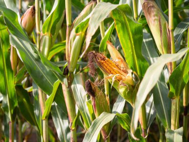 Tarlada yetişen mısır tarlasını kapatın ve hasat için bekleyin.