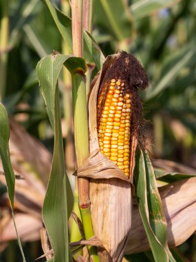 Tarlada yetişen mısır tarlasını kapatın ve hasat için bekleyin.