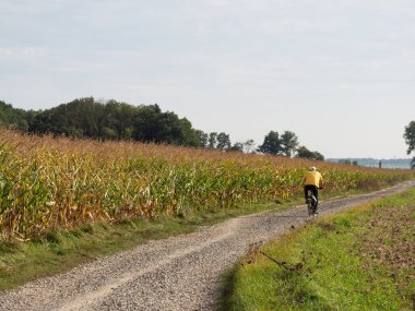 Mısır tarlasının yanındaki taşlık yolda bisiklet süren bir adam, kırsal alanda hasat bekleyen mısır bitkisi.