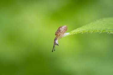 Yeşil bir yaprağın üzerinde oturan küçük bir salyangoz gibi aşağıya, taze yeşil doğa arka planına bakıyor.