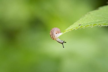 Yeşil bir yaprağın üzerinde oturan küçük bir salyangoz gibi aşağıya, taze yeşil doğa arka planına bakıyor.