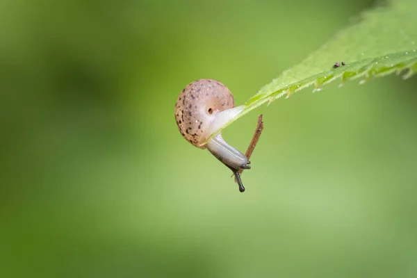 Nahaufnahme Einer Winzigen Schnecke Die Auf Einem Grünen Blatt Sitzt — Stockfoto