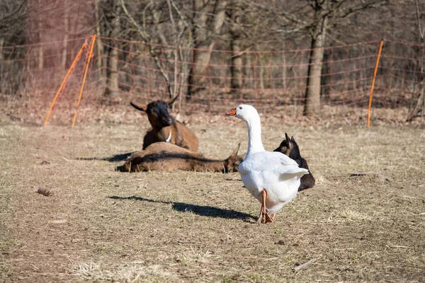 Cabras Gansos Paddock Pastizal Disfrutando Día Soleado Tiempo Real — Foto de Stock