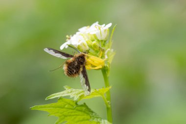 Misumena vatia, sarı yengeç örümceği büyük arı sineğini yer (bombylius major), doğa böcekleri avlar.