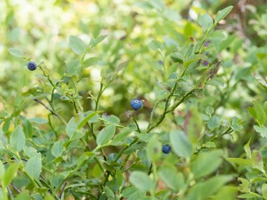Ormanda yetişen yabanmersini çalılarının ayrıntıları. Yemeye hazır sağlıklı mavi meyveler.