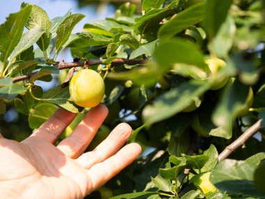 Detail of greengage plum fruit on tree with man hand going to harvest sweet fruit