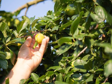 Detail of greengage plum fruit on tree with man hand going to harvest sweet fruit