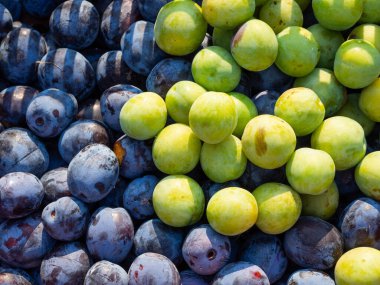 Detail of green and blue plums, harvested fruit ready to eat