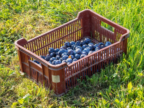 Fruit crate with blue plums on grass, harvested fruit ready to eat