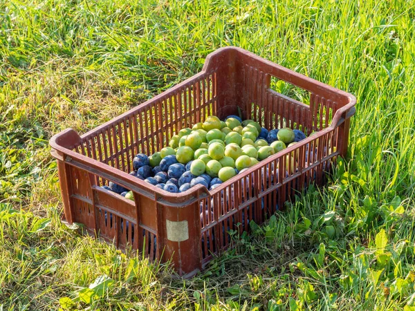 Fruit crate with green and blue plums on grass, harvested fruit ready to eat