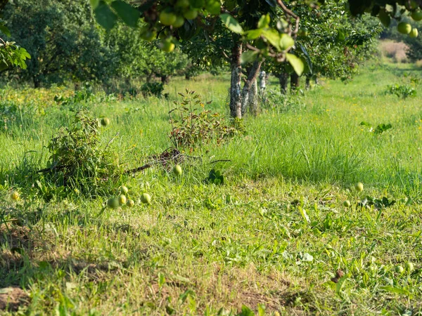 Greengage plums falling from a tree in fruit orchard or garden