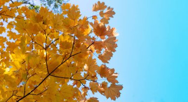 Colorful autumn leaves on tree branch. Golden, orange and yellow autumn foliage leaves background with copy space.