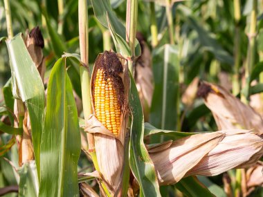 Tarlada yetişen mısır tarlasını kapatın ve hasat için bekleyin.