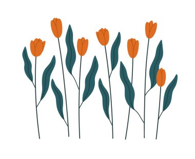 El çizimi kırmızı laleler. Bahar botaniği kavramı, çiçekler, tebrik kartı, bahçe işleri, bahar. Bej arkaplanda izole edilmiş vektör renkli illüstrasyon.