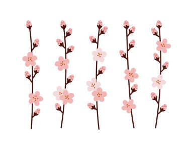 Vector kiraz ağacı çiçekleri. Kiraz ağacı dalları. El çizimi kiraz dalı, beyaz arka planda izole edilmiş. Bahar çiçeği kavramı, sakura çiçeği, bahar mevsimi..