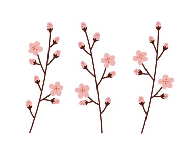 Vector kiraz ağacı çiçeği seti. Kiraz ağacı dalları ve çiçekler. El yapımı kiraz dalı, beyaza izole edilmiş. Bahar çiçeği kavramı, sakura çiçeği, bahar mevsimi..